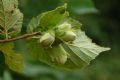 Corylus avellana